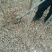 柳树4~6cm6~8cm3.5~4米