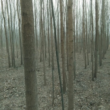 柳树4~6cm6~8cm3.5~4米