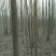 柳树4~6cm6~8cm3.5~4米