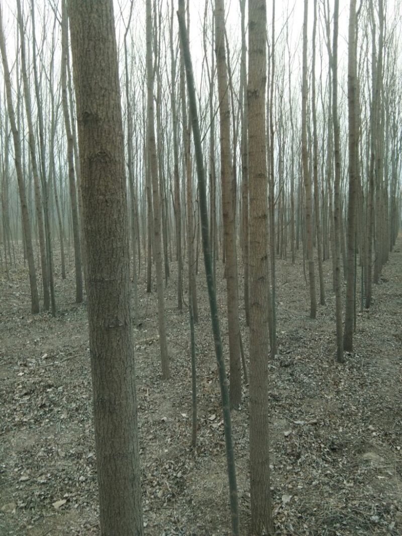 柳树4~6cm6~8cm3.5~4米