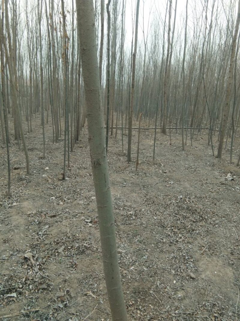 柳树4~6cm6~8cm3.5~4米
