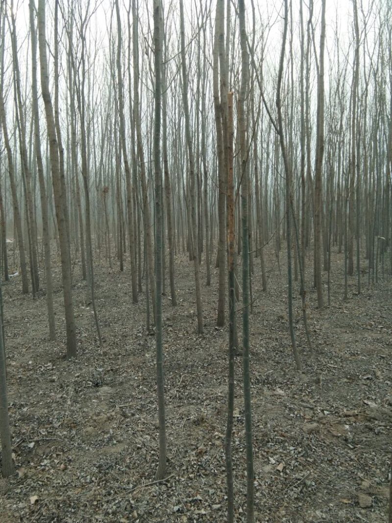 柳树4~6cm6~8cm3.5~4米