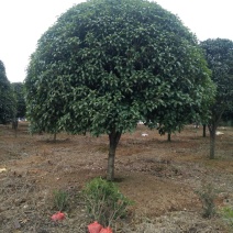 精品桂花树树干直树形好千亩基地直发视频