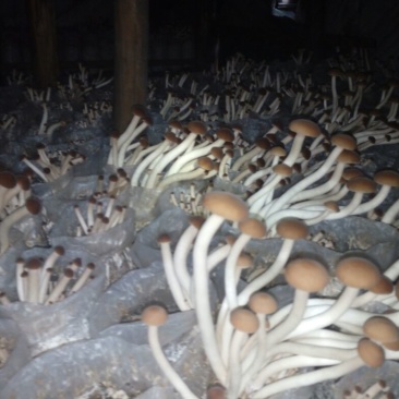 黄茶树菇10cm大、中、通货