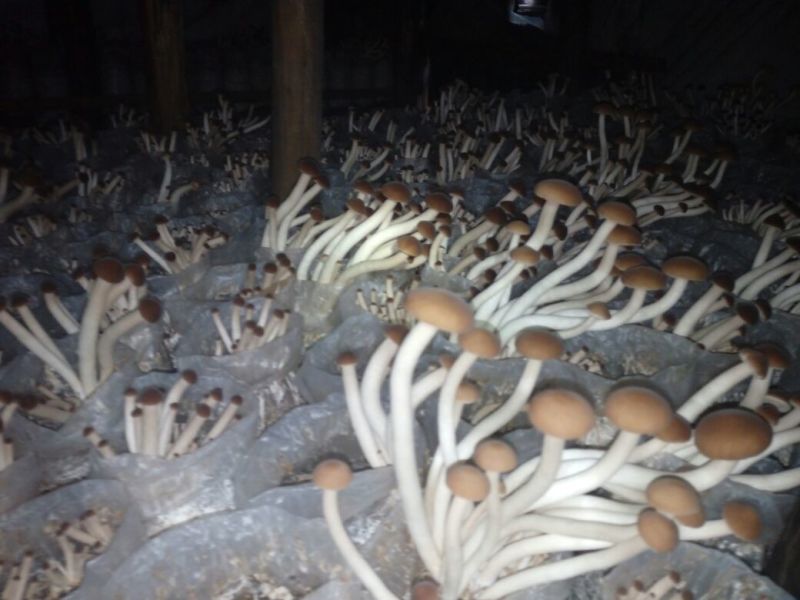 黄茶树菇10cm大、中、通货