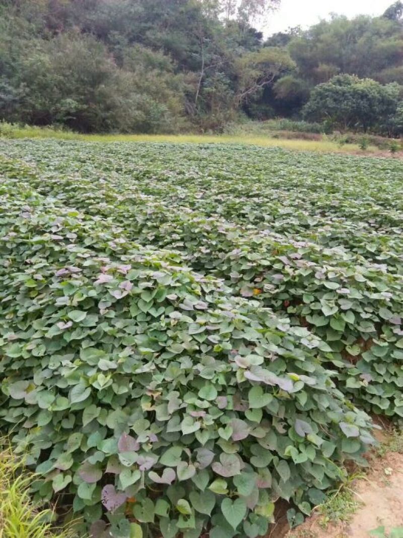 红薯3两以上小红薯黄心