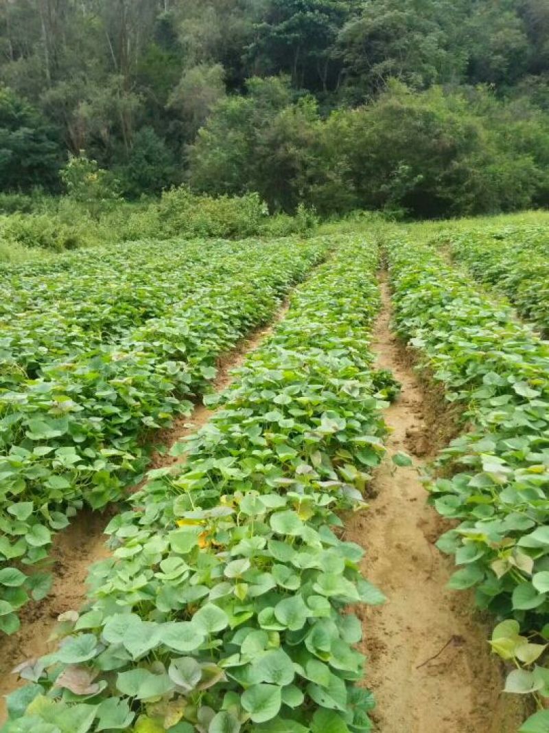红薯3两以上小红薯黄心
