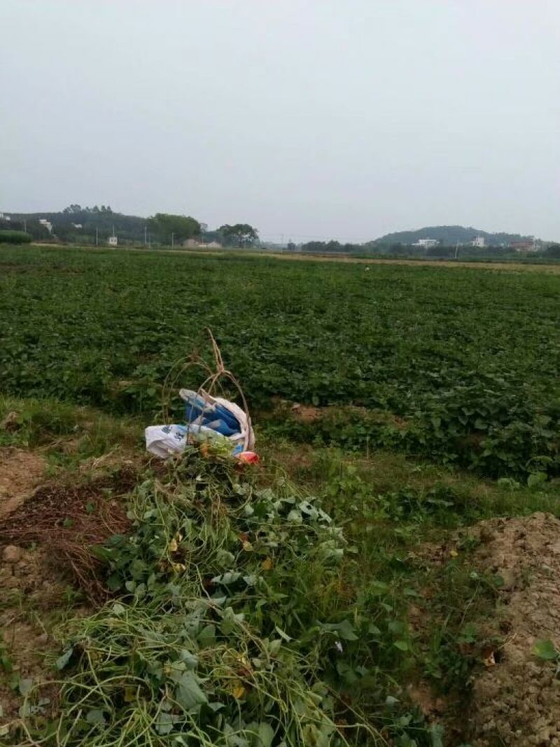 红薯3两以上小红薯黄心