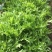 苦苣菜12~15厘米