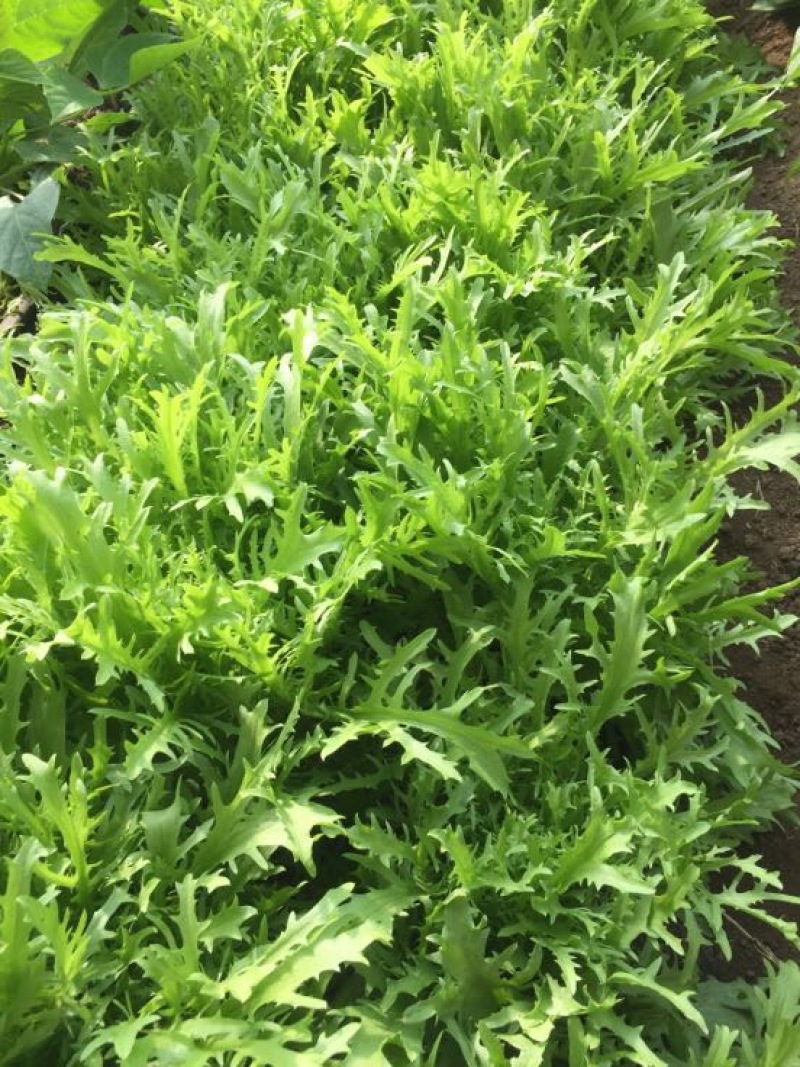 苦苣菜12~15厘米