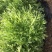 苦苣菜12~15厘米