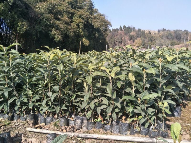 枇杷树苗30~50cm