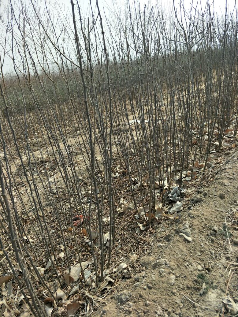 花椒苗0.5~1年保湿发货，现挖现发成活率高