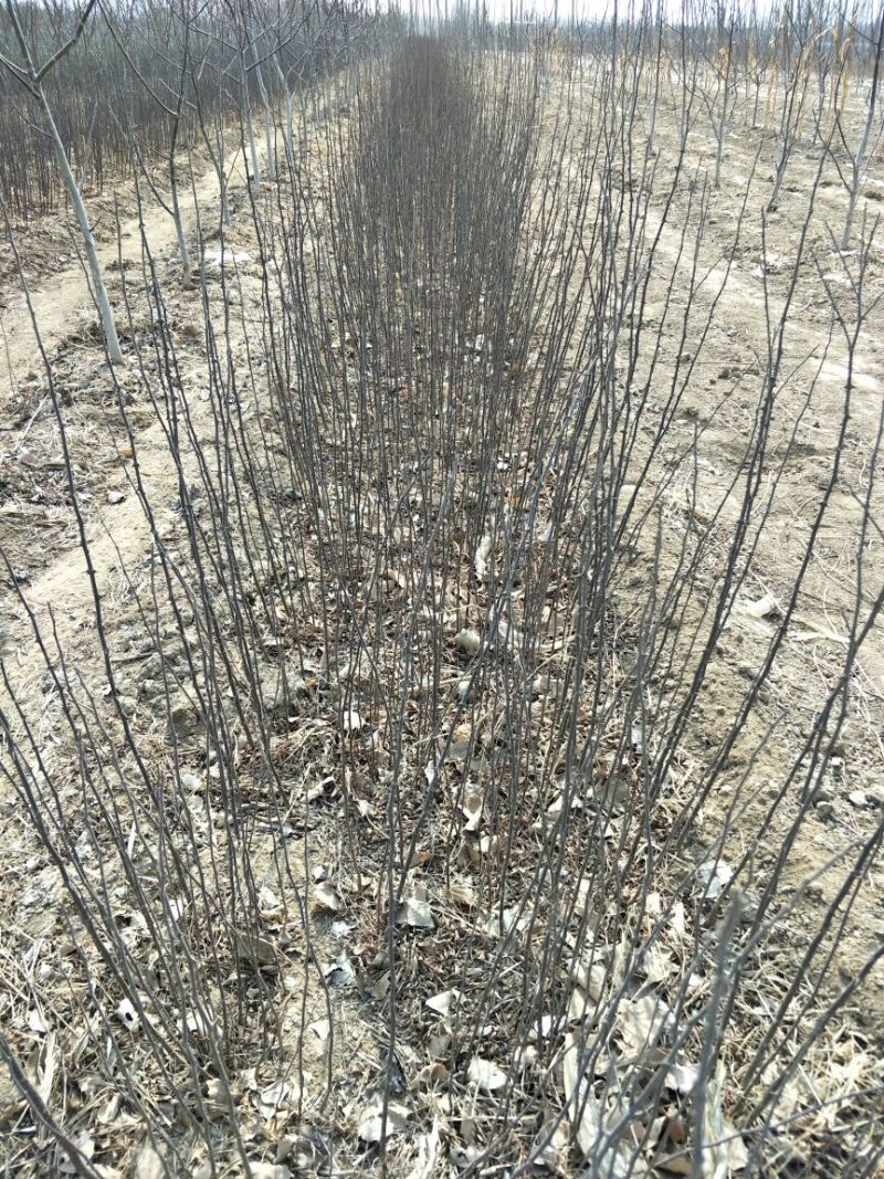 花椒苗0.5~1年保湿发货，现挖现发成活率高