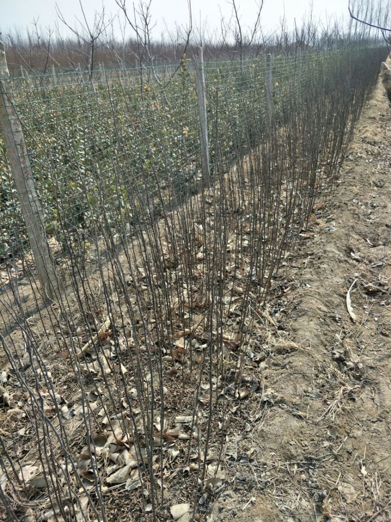 花椒苗0.5~1年保湿发货，现挖现发成活率高