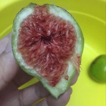 无花果苗80cm以上