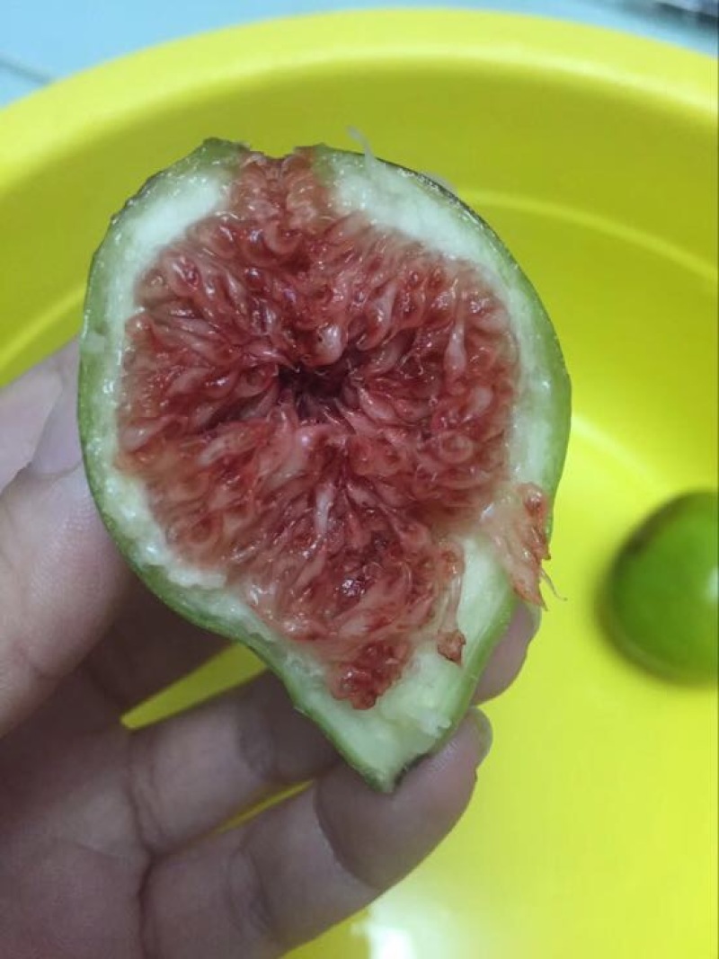 无花果苗80cm以上