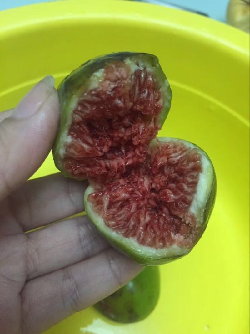 无花果苗80cm以上