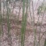 竹子刚竹毛竹批发价格