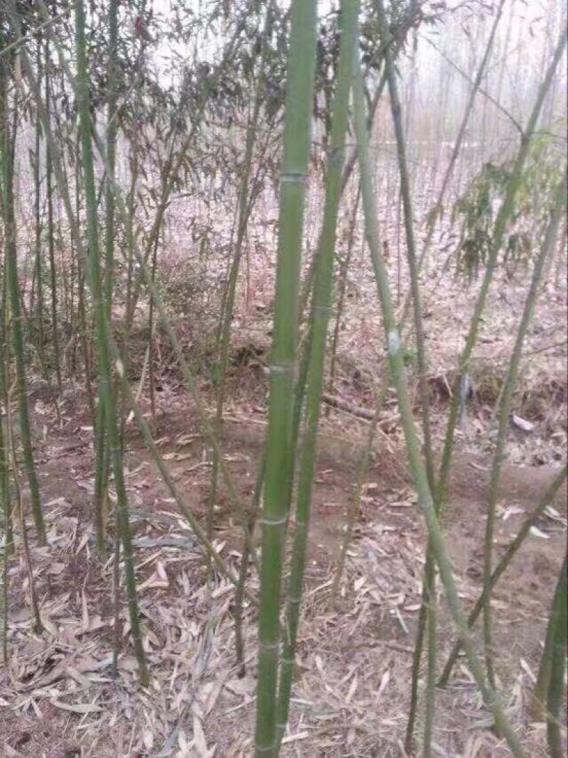 竹子刚竹毛竹批发价格