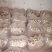 黄茶树菇10cm大、中、通货