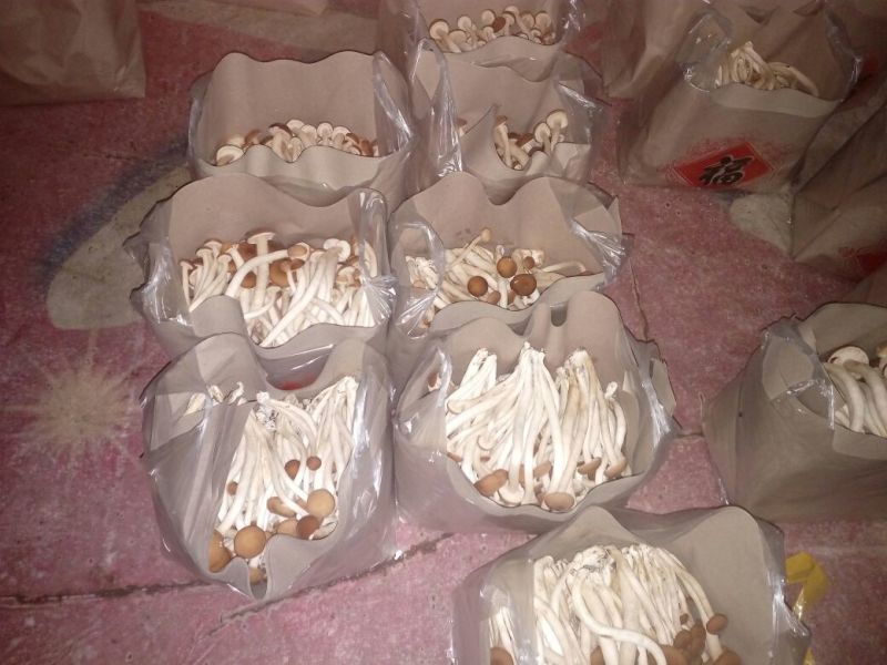 黄茶树菇10cm大、中、通货