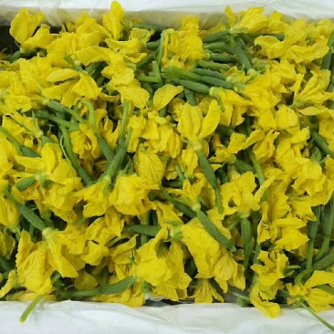 潍坊寿光野菜新鲜蔬菜青瓜花，蔬菜大棚全年有货欢迎进店选购