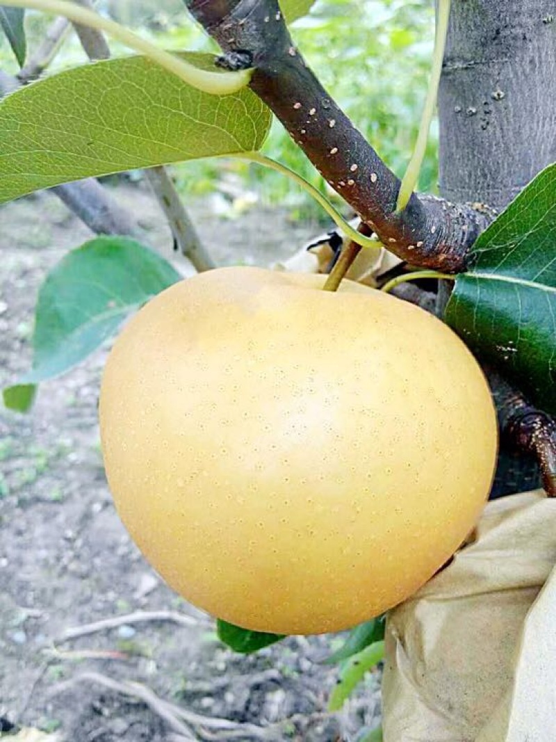 圆黄梨梨四川凉山纸袋200~500g