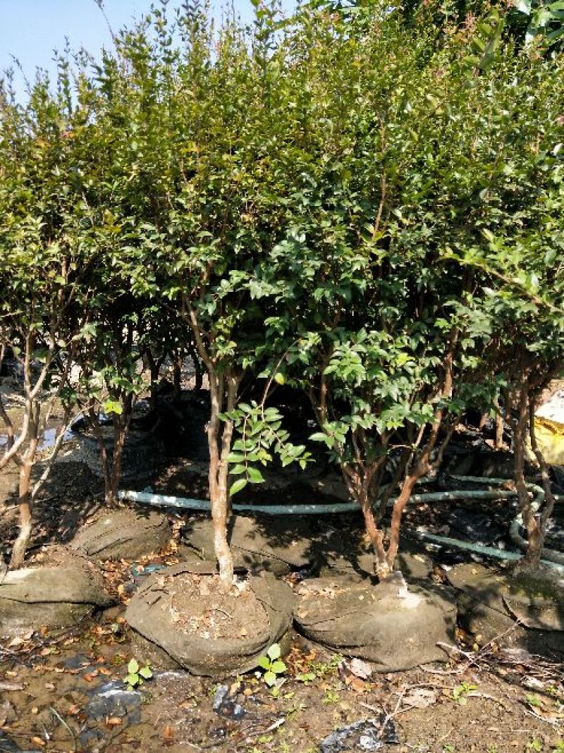 嘉宝果树苗5年