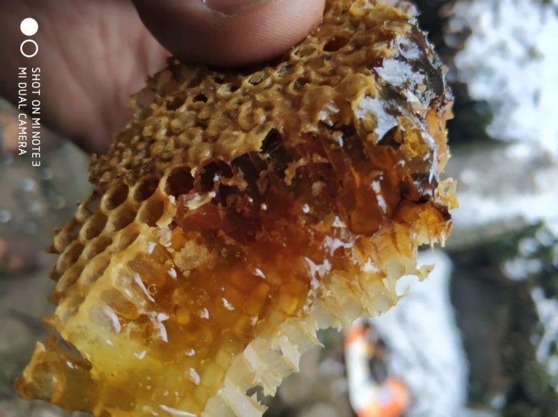 土蜂蜜自家养殖纯野生不掺假甜度高保真
