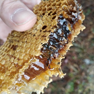 土蜂蜜自家养殖纯野生不掺假甜度高保真