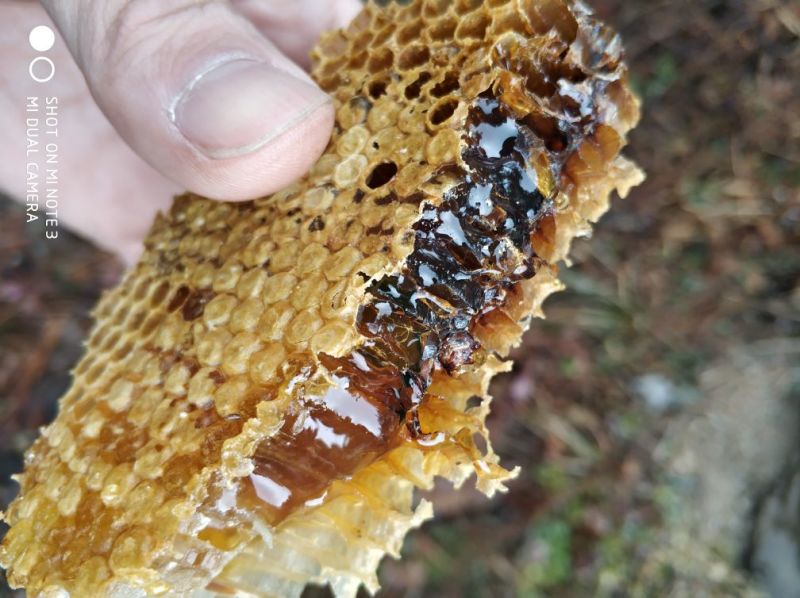 土蜂蜜自家养殖纯野生不掺假甜度高保真