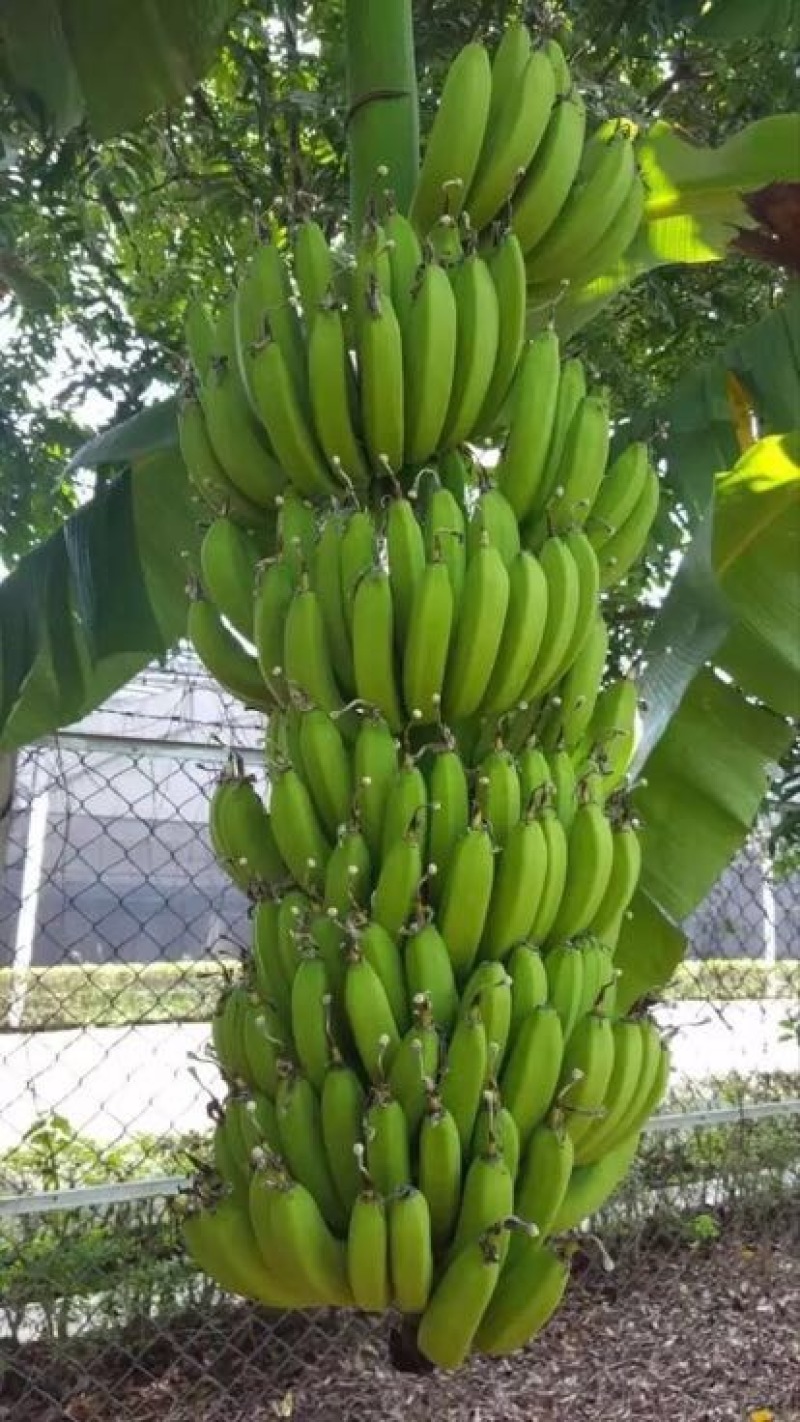 桂蕉一号香蕉苗广西南宁崇左大量供应