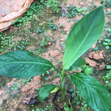 桂蕉一号香蕉苗广西南宁崇左大量供应