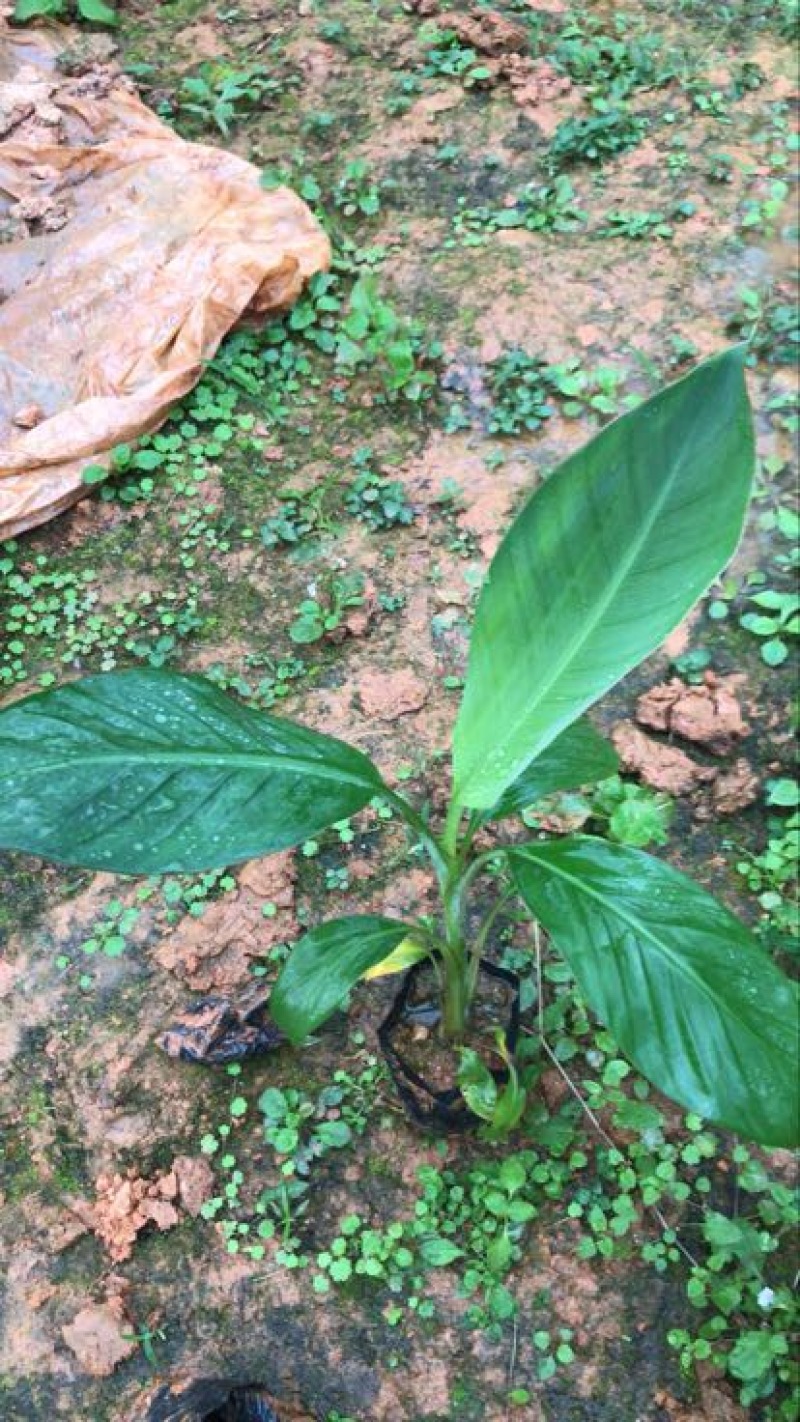 桂蕉一号香蕉苗广西南宁崇左大量供应
