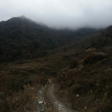 山地入股101~1000亩10年以下