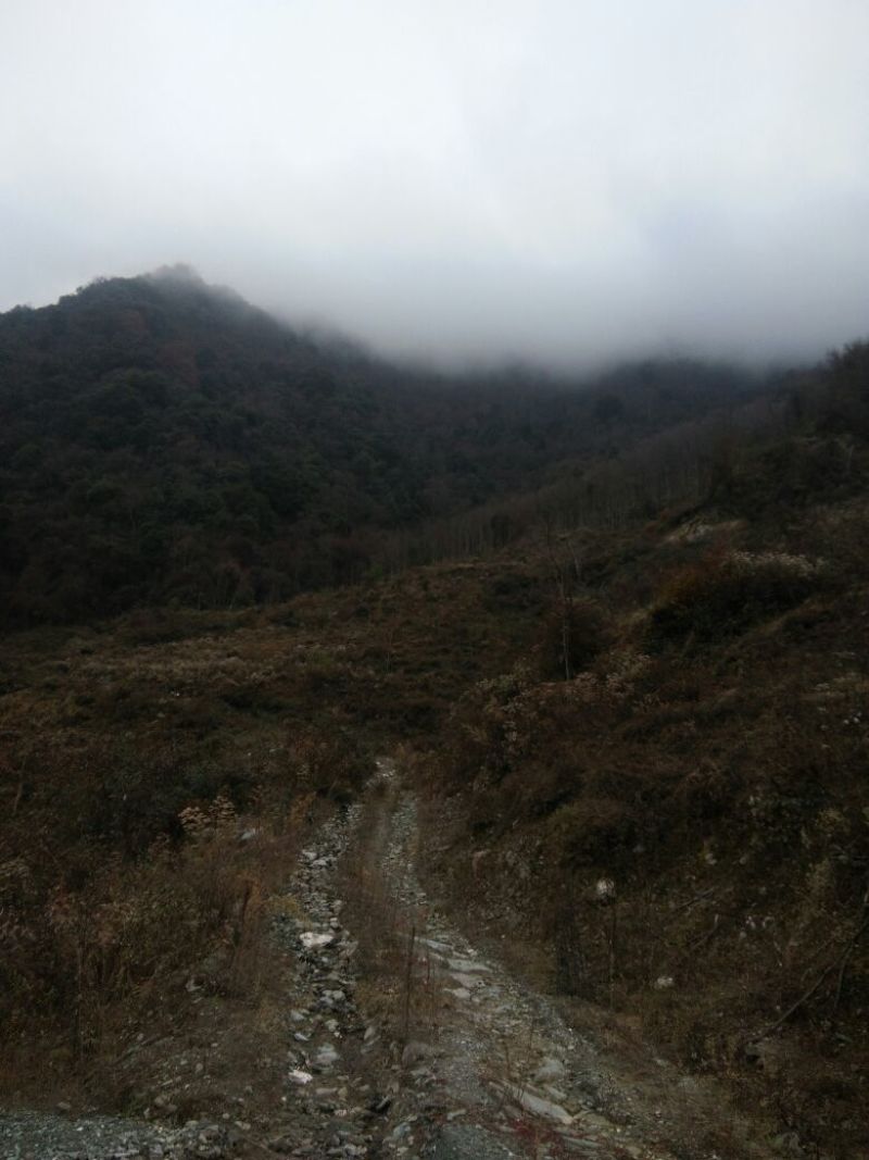 山地入股101~1000亩10年以下