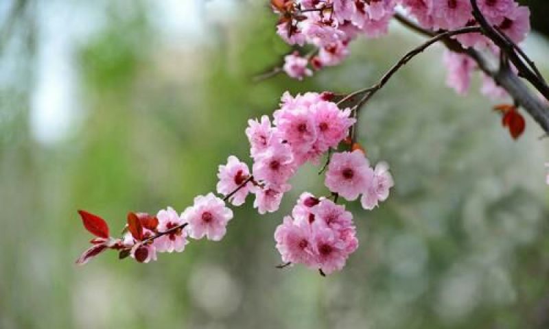美人梅2~4cm4cm以下0.5~1米