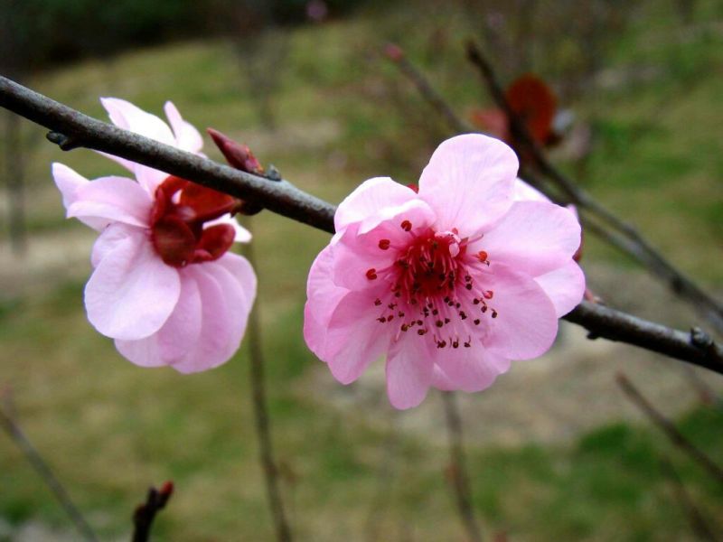 美人梅2~4cm4cm以下0.5~1米