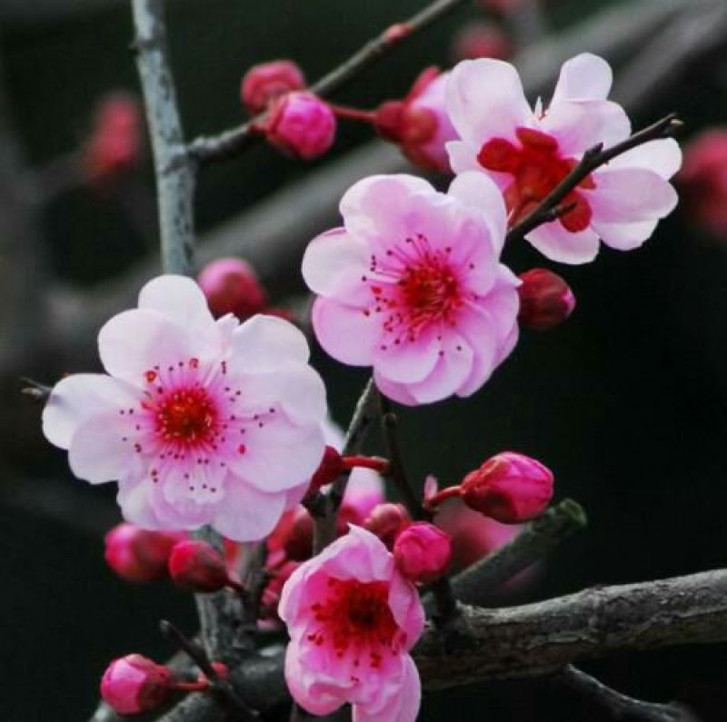 美人梅2~4cm4cm以下0.5~1米