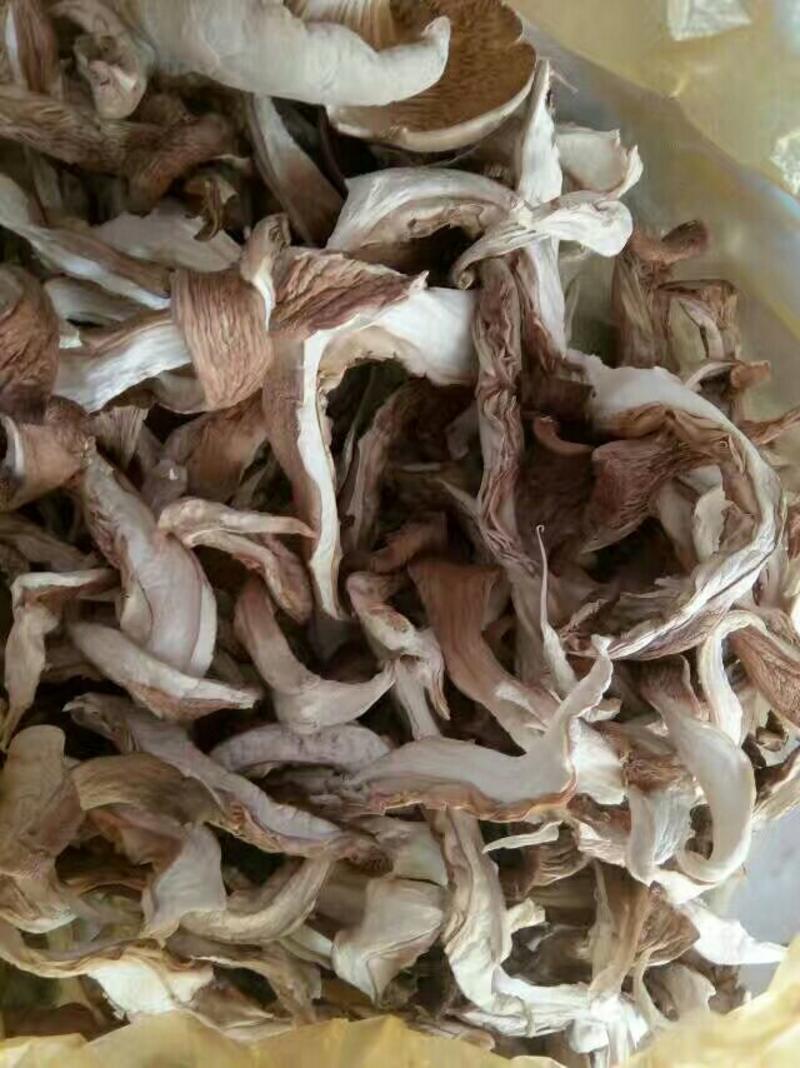 河北邯郸凤尾菇平菇干平菇食用菌。干蘑菇。干蘑菇