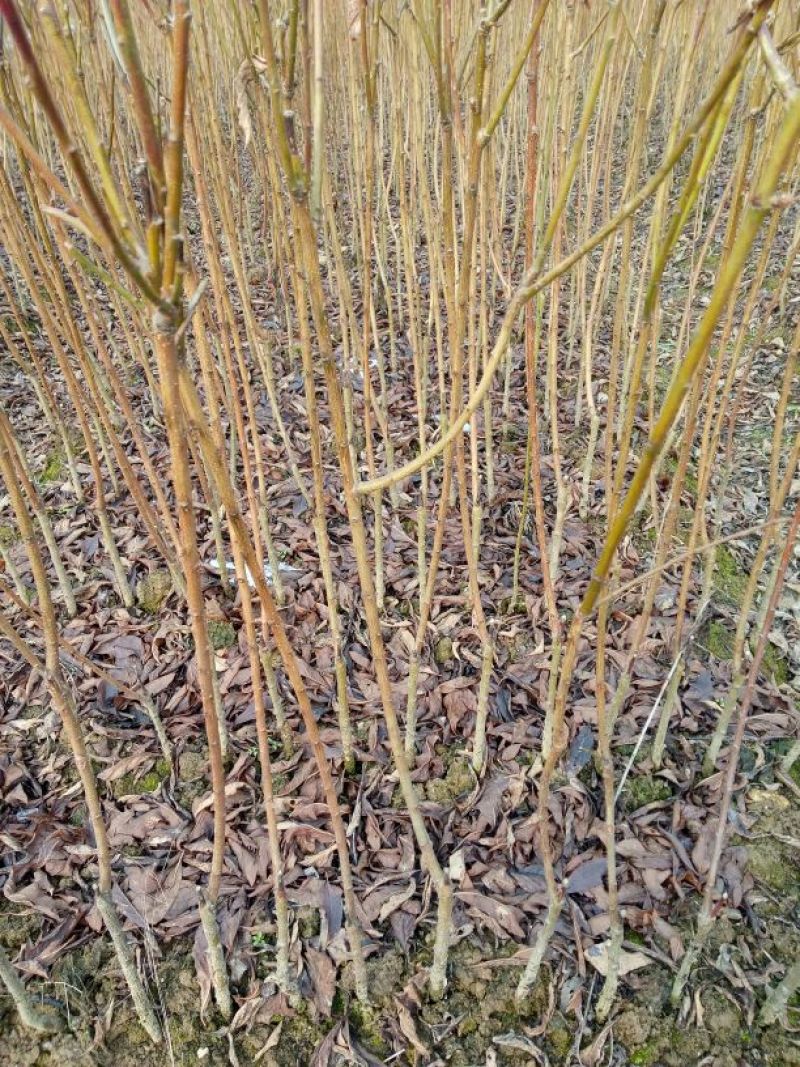 蜂糖李子苗，大型苗木基地，薄利多销