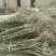 核桃树4~6cm4cm以下1.5~2米
