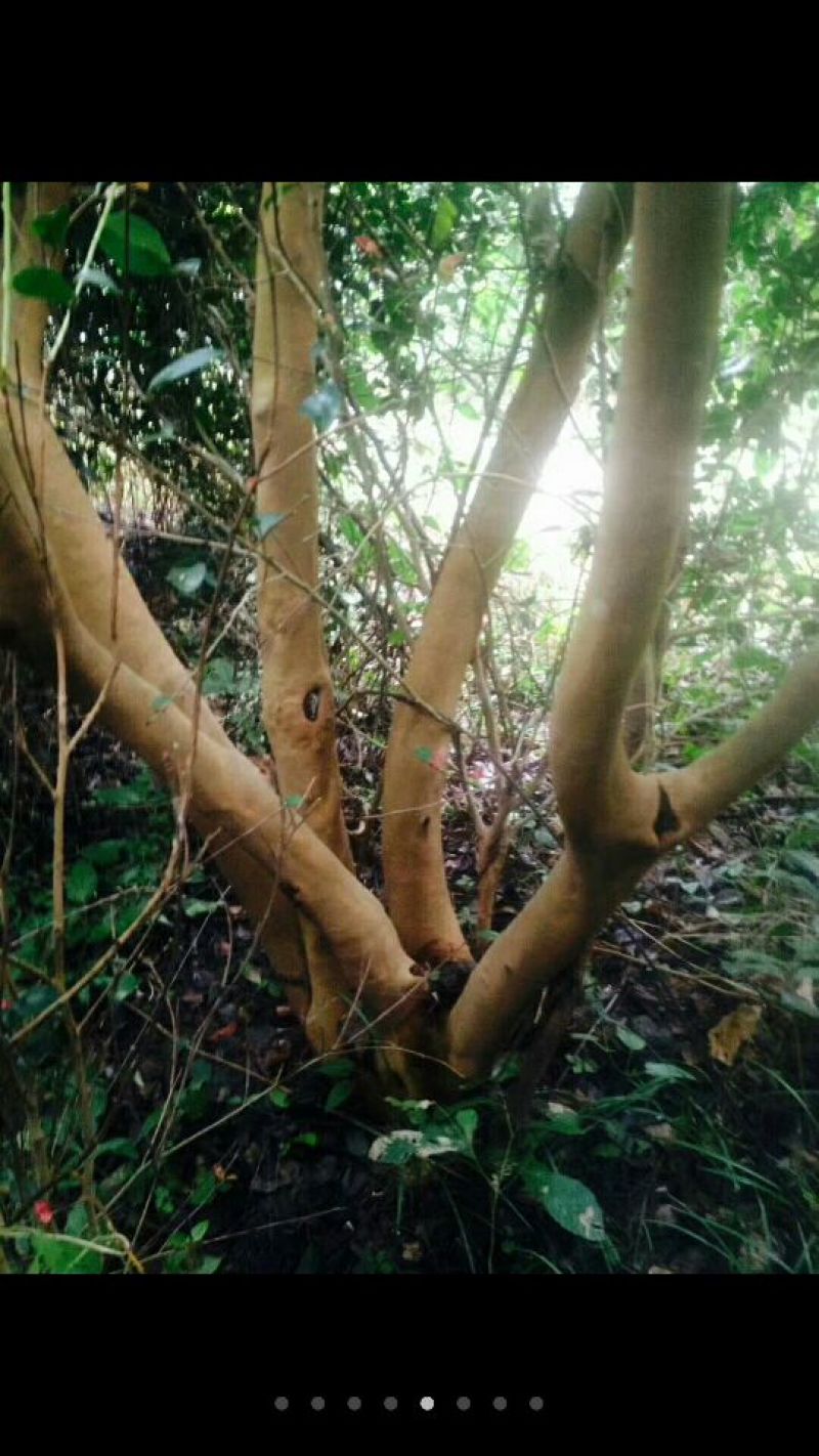 大头茶8~10cm2~2.5m