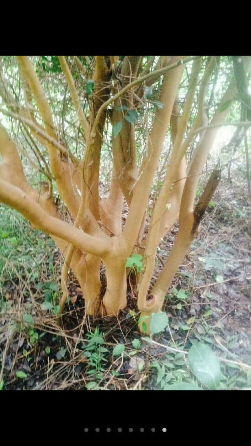 大头茶8~10cm2~2.5m