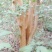 大头茶8~10cm2~2.5m