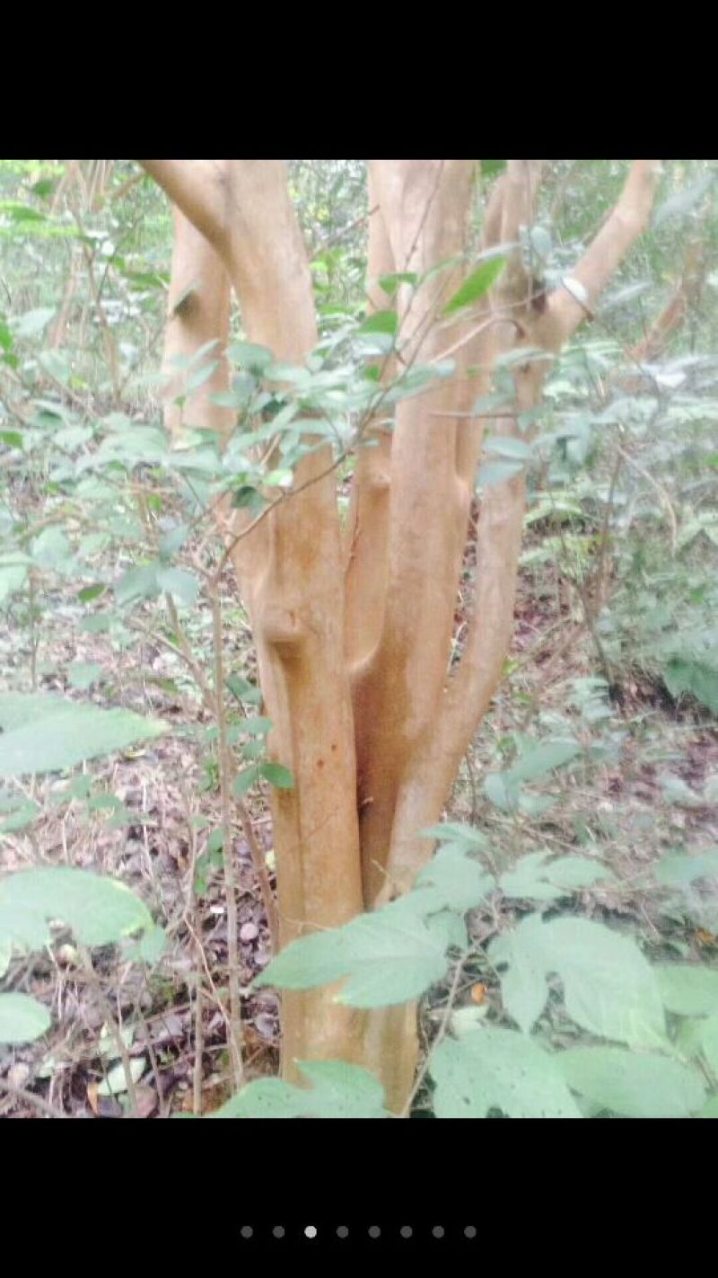 大头茶8~10cm2~2.5m