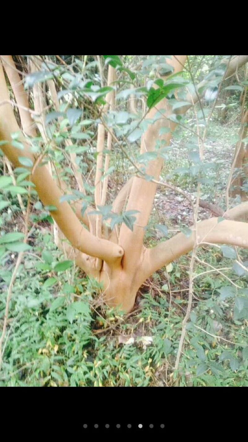 大头茶8~10cm2~2.5m