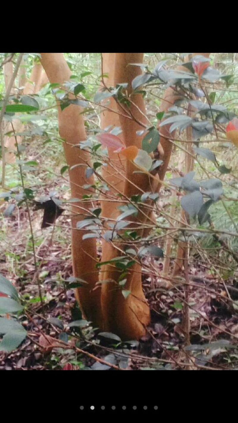 大头茶8~10cm2~2.5m
