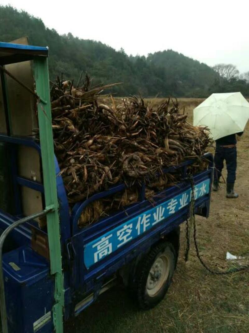 莲藕苗江西广昌太空莲36号白花红花莲藕种带芽发货成活率高